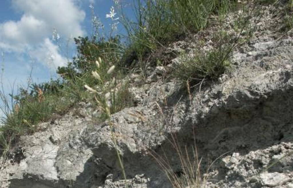 offene Gipsfelsen am Südkyffhäuser . © Lutz Koch