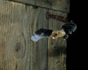 Zwergfledermaus