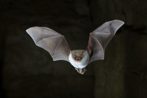 Fransenfledermaus