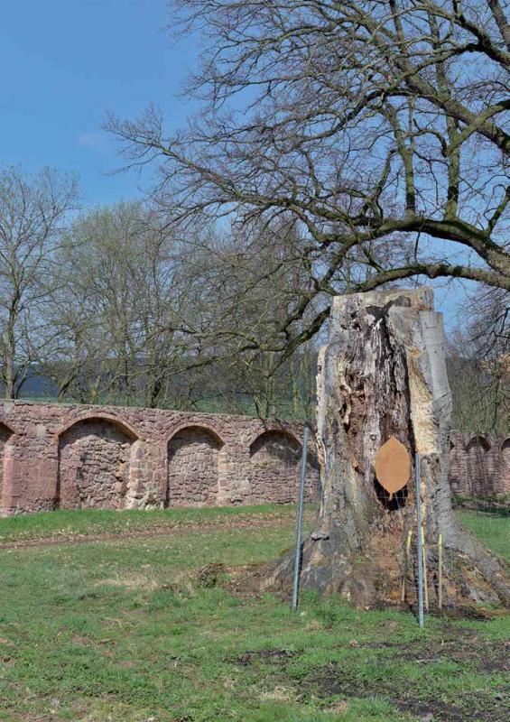 Eine junge Blutbuche wurde 2016 am Fuße der alten gepflanzt  . (Fotograf: L. Koch)