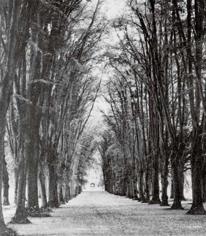 Eine stattliche vierreihige Lindenallee gewährte früher Ausblicke bis nach Bad Frankenhausen. Nach dem Bau des Neuen Schlosses bildete dieses Gebäude das Ende der Sichtachse. Die Reste der überalterten Allee wurden nach 1960 gerodet. (Foto vor 1945) . 