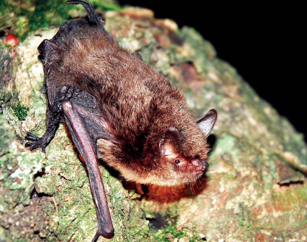 Nymphenfledermaus 