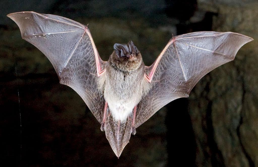 Mopsfledermaus 