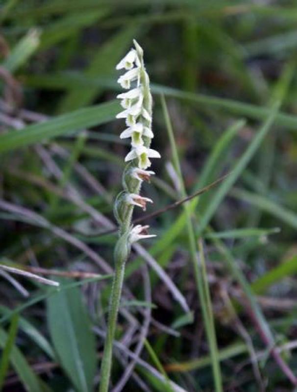 Herbst-Wendelorchis . 