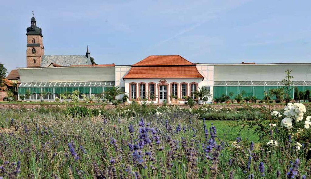 Die Orangerie stellt eines der letzten, noch existierenden Beispiele dieses Bautyps aus der frühesten Epoche der Gewächshauskultur in Deutschland dar. Besonders auffällig sind die vollständig verglasten Wandflächen und die weiß gestrichenen, hölzernen Hoh . (Fotograf: L. Koch)