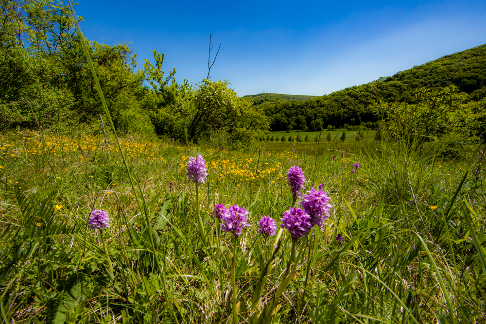 Orchideen im Naturpark Kyffhäuser