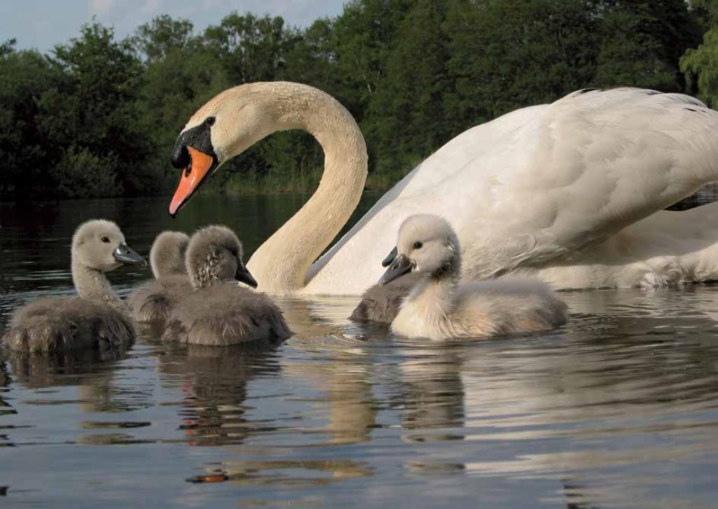 Schwan mit seinen Jungen  . (Fotograf: M. Graefe)